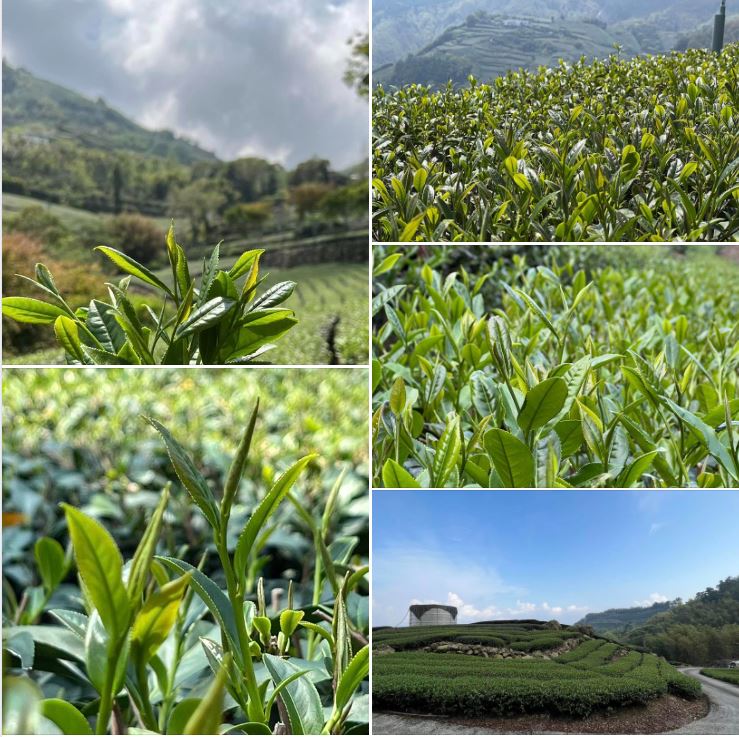 台灣茶,高山茶,烏龍茶,紅茶,東方美人